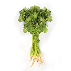 Cilantro